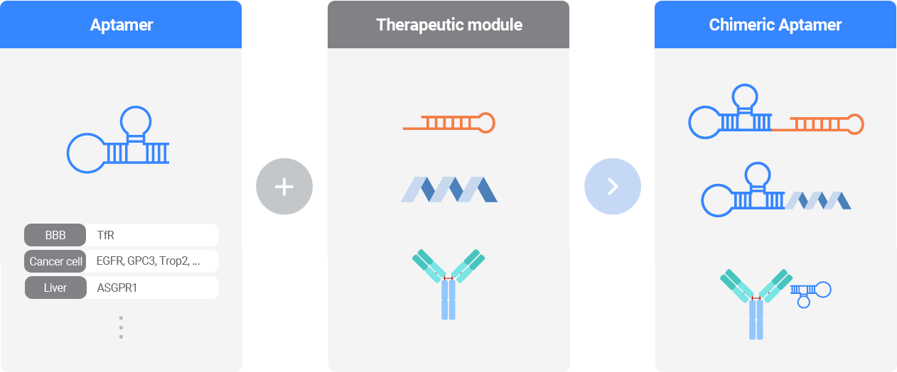 Chimeric Aptamer 이미지